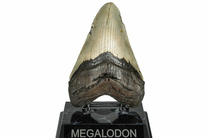 Fossil Megalodon Tooth - North Carolina #299065